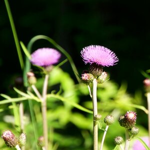Wildflowers purple nature