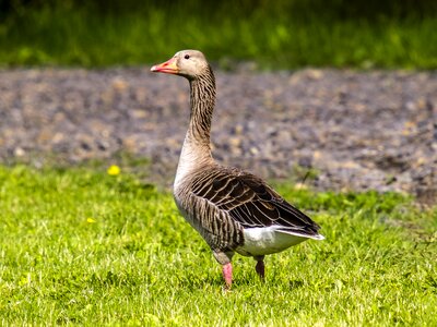 Water bird nature animal
