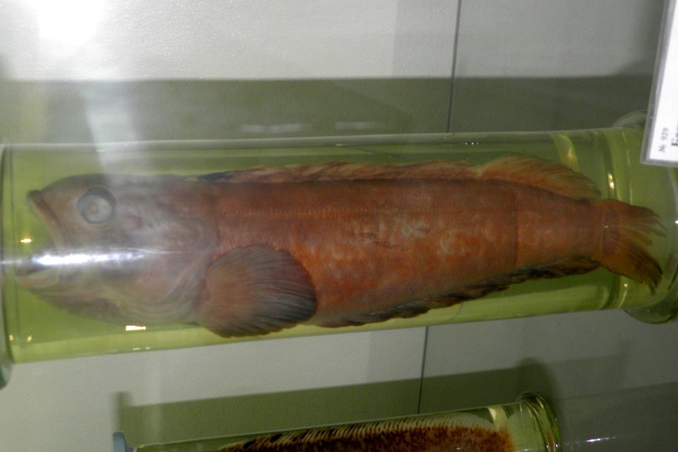 Bathymaster derjugini