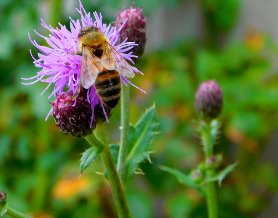 Work diligently work collect nectar