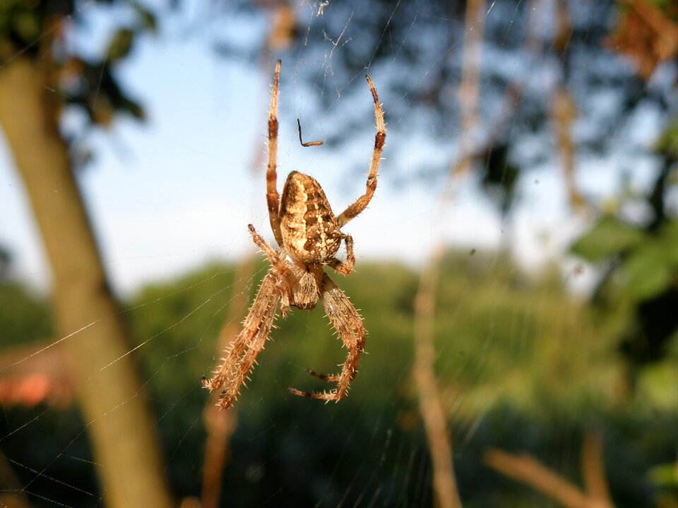 Spider nature arachnid