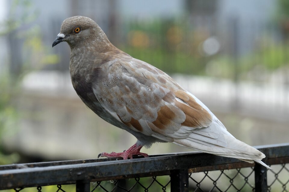 Pigeons bird feathered race