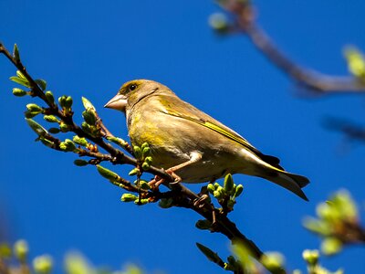 Songbird garden bird nature photo