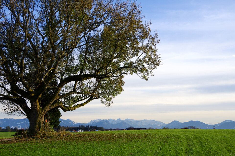Panoramic views old tree landscape