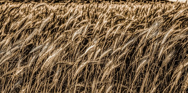 Nature agriculture grain