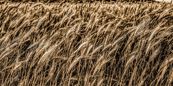 Nature agriculture grain photo