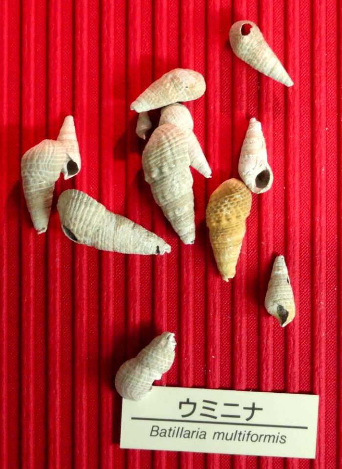 Batillaria multiformis - Osaka Museum of Natural History - DSC07797