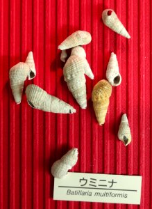 Batillaria multiformis - Osaka Museum of Natural History - DSC07797
