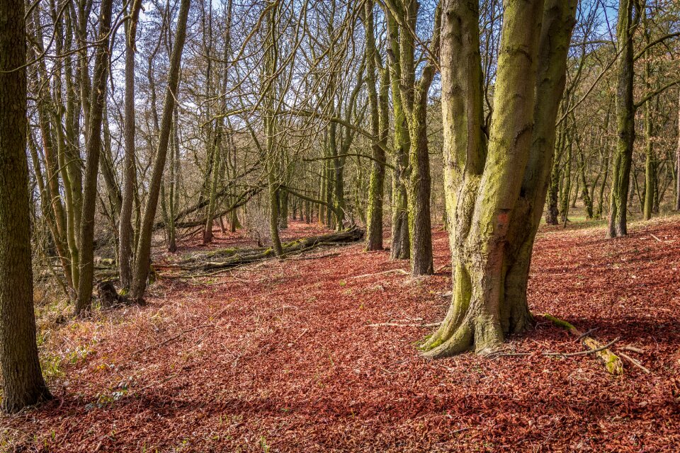 Leaves mood deciduous tree
