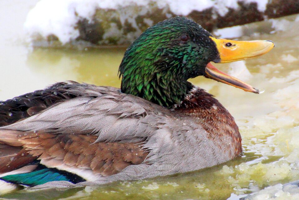 Plumage colorful swim