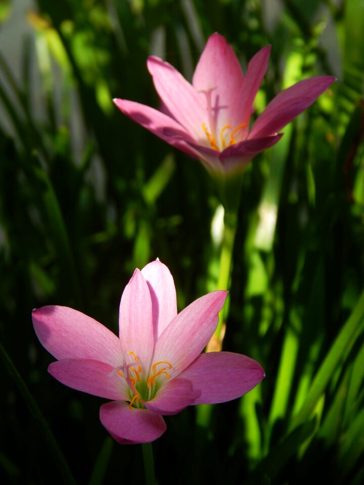 Blossom plant natural photo