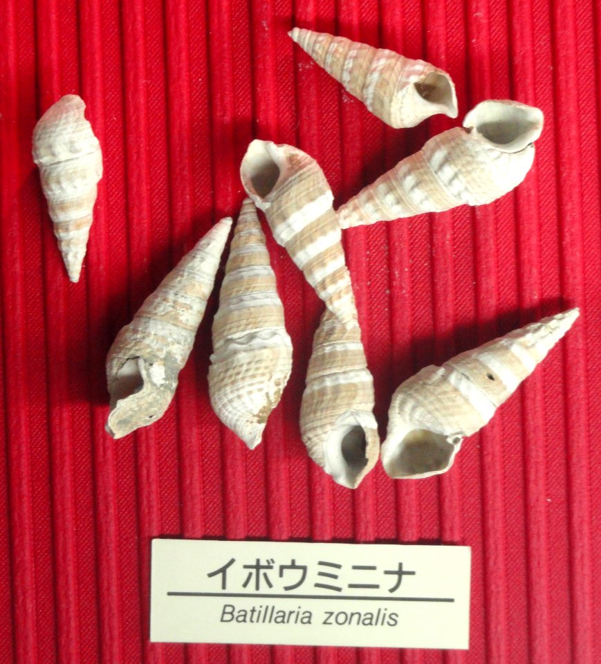 Batillaria zonalis - Osaka Museum of Natural History - DSC07796