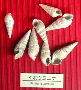 Batillaria zonalis - Osaka Museum of Natural History - DSC07796