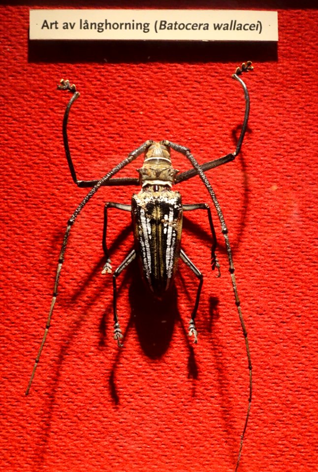 Batocera wallacei - Swedish Museum of Natural History - Stockholm, Sweden - DSC00683