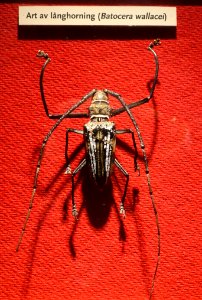 Batocera wallacei - Swedish Museum of Natural History - Stockholm, Sweden - DSC00683