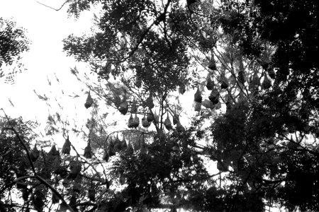 Bats in the Butterfly Park Kankaria