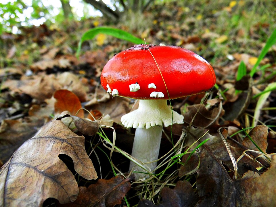 Toxic nature macro