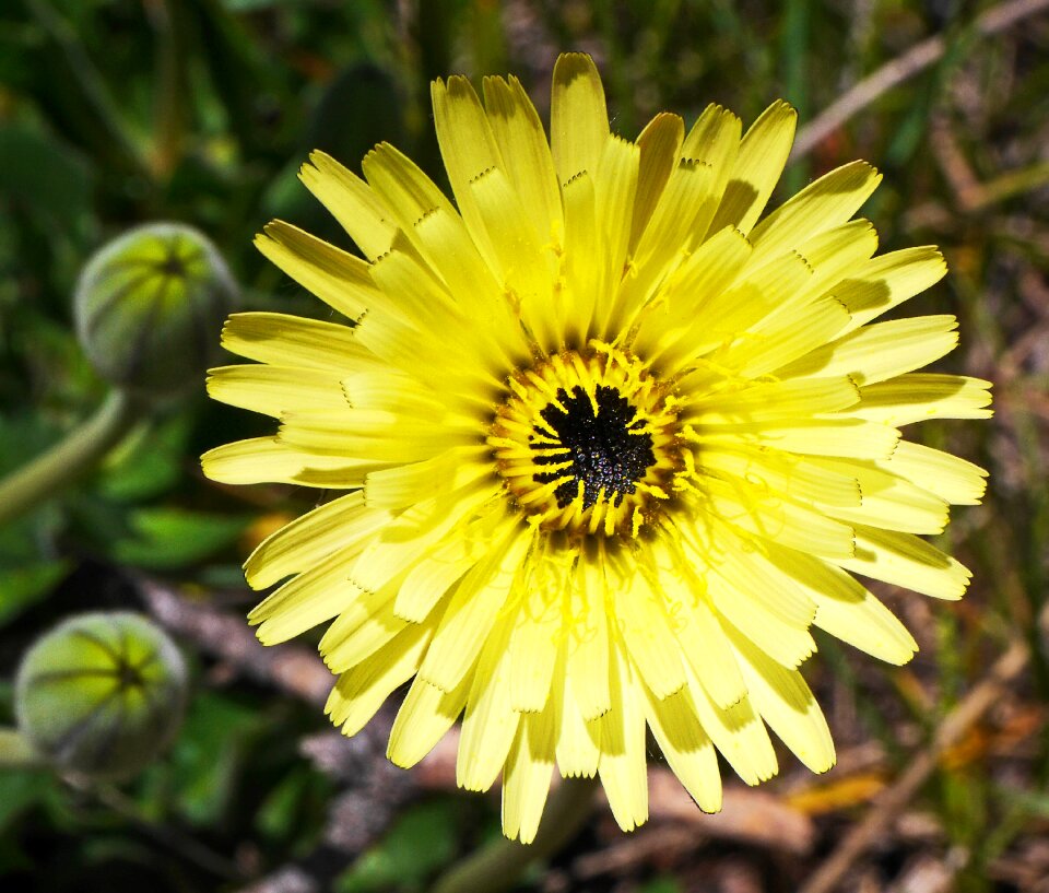 Yellow blossom bloom