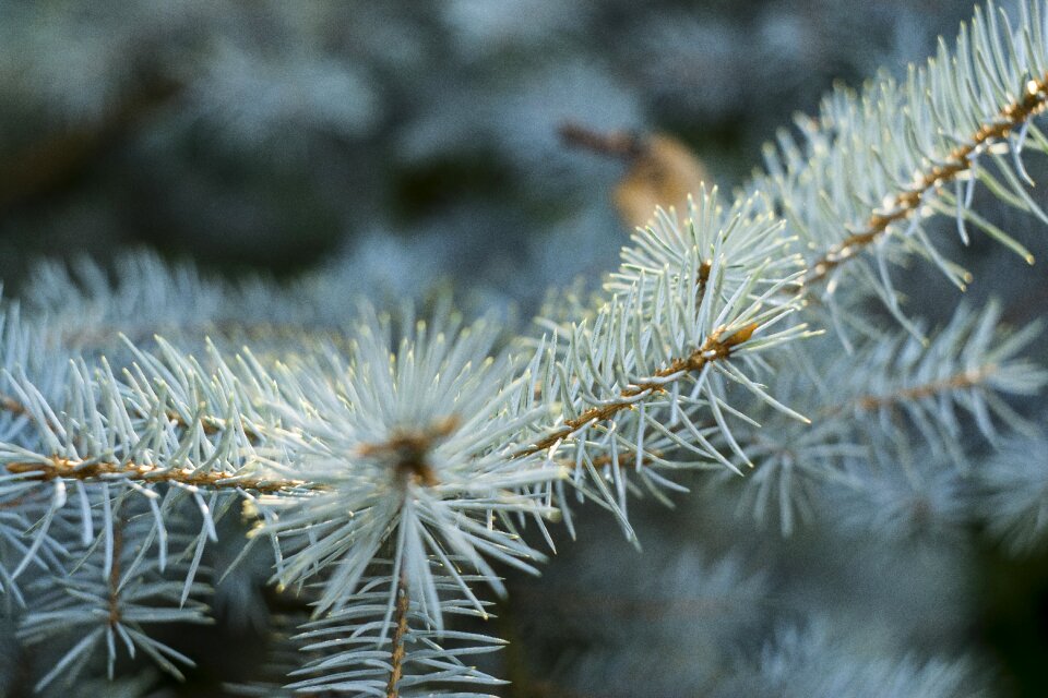 Flora pine tree