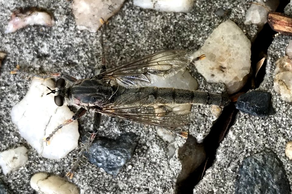 Bathypogon spp