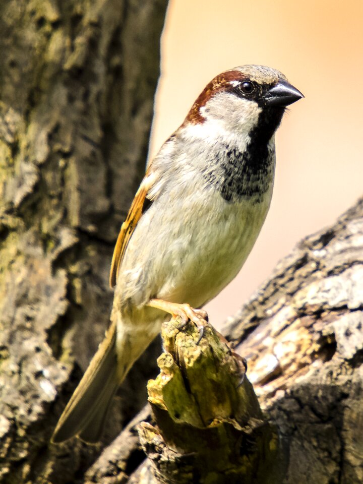 Songbird garden bird bird
