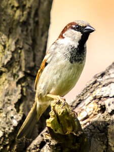 Songbird garden bird bird
