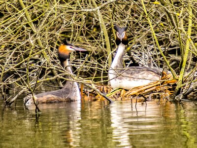 Bird nature animal photo