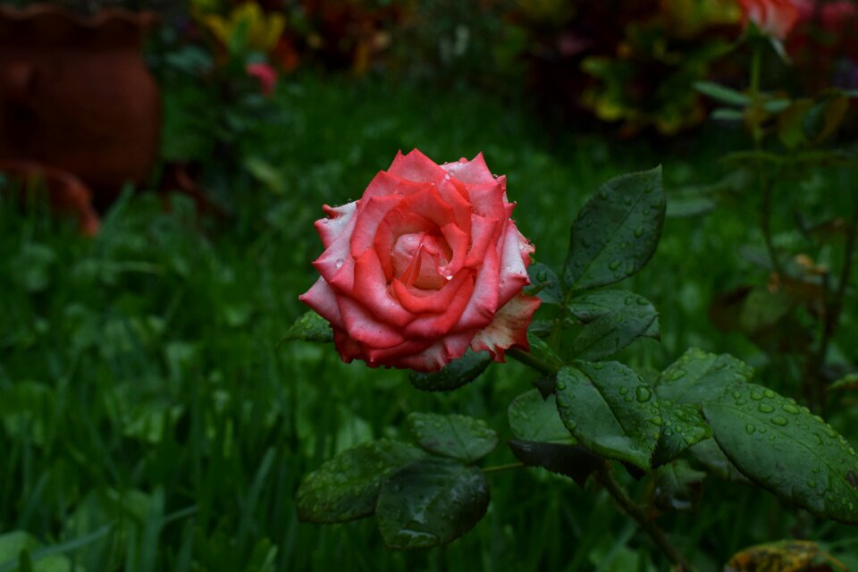Rose flower nature