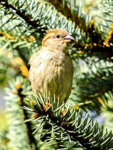 Songbird garden bird bird