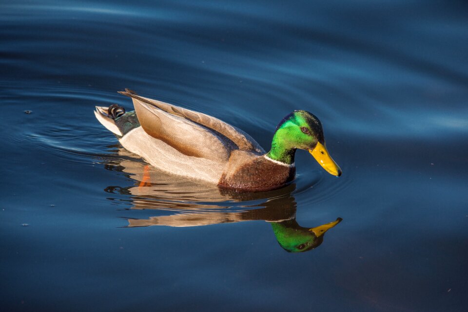 Mallard waterfowl water