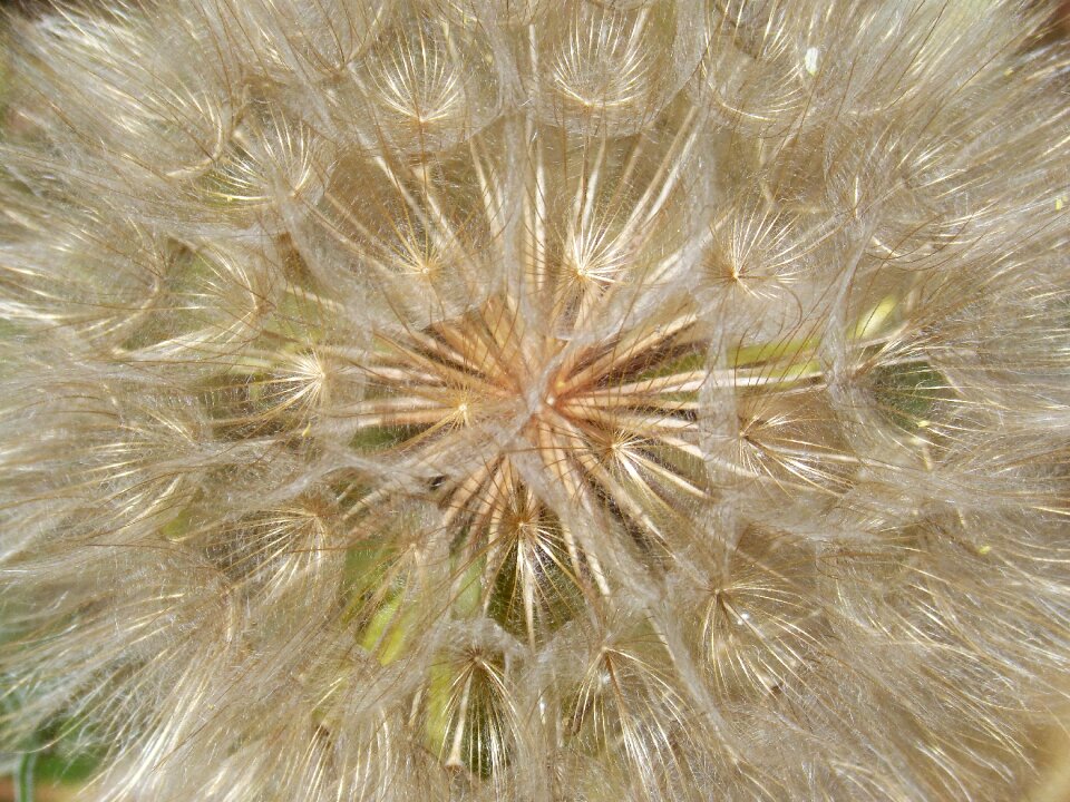 Plant geometry seeds wind