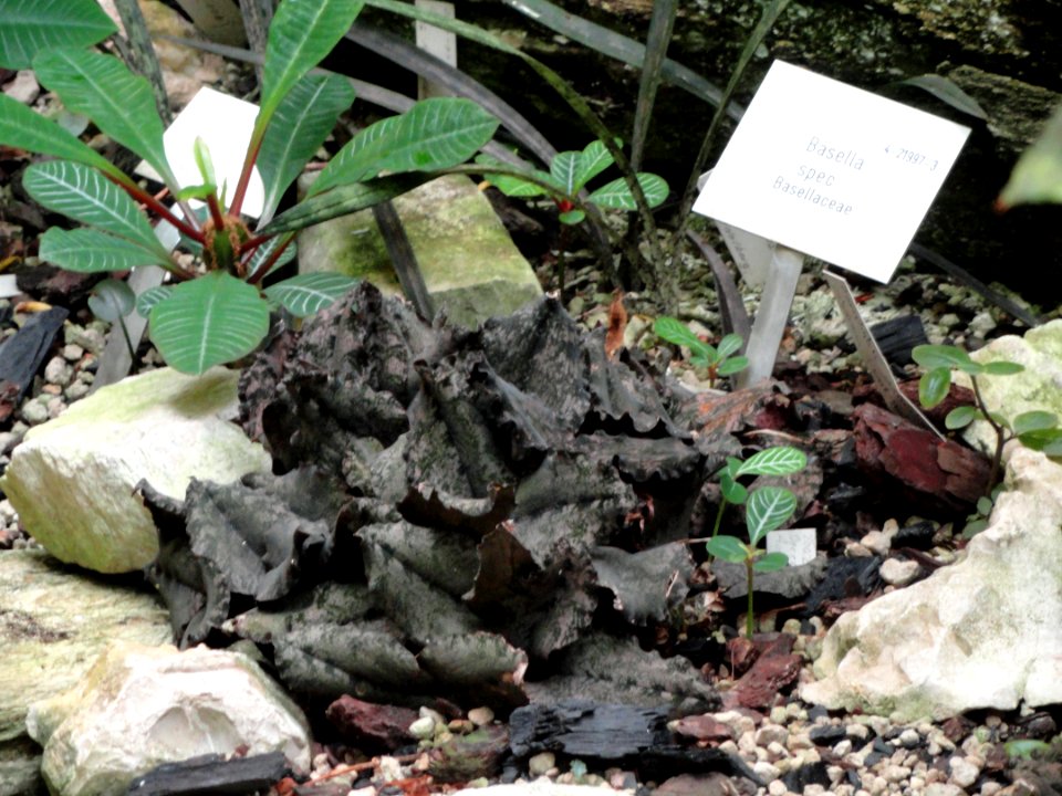 Basella sp. - Palmengarten Frankfurt - DSC01692