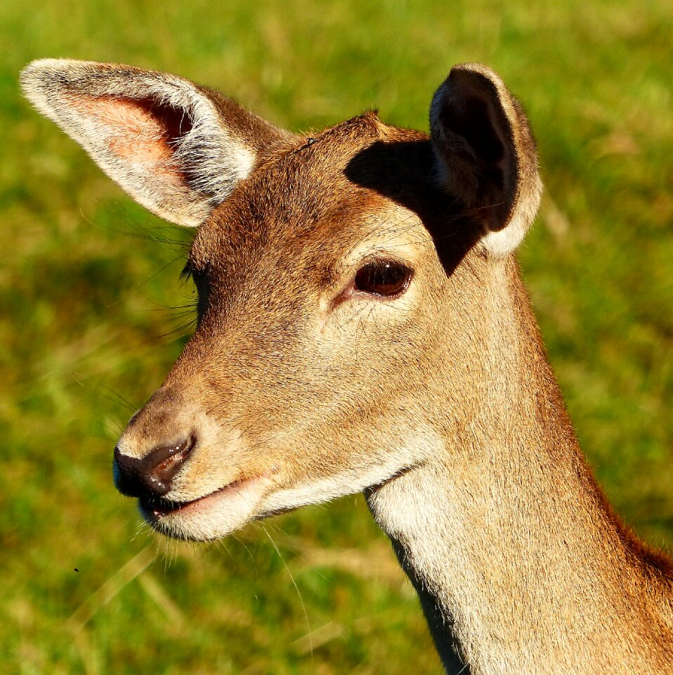 Fur wildlife park angel mountain