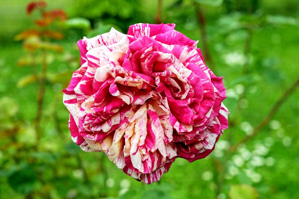 Bloom bloom multi coloured