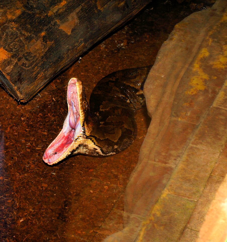 Huge reptile non toxic