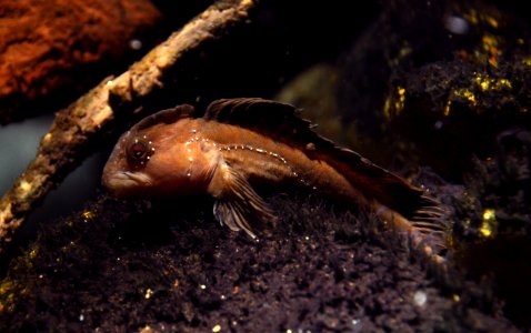 Basel Zoo Salaria fluviatilis 28102013 1