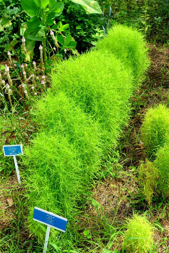 Bassia scoparia - Urban Greening Botanical Garden - Kiba Park - Koto, Tokyo, Japan - DSC05392