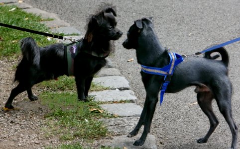 Bavaria Dog 2011 008