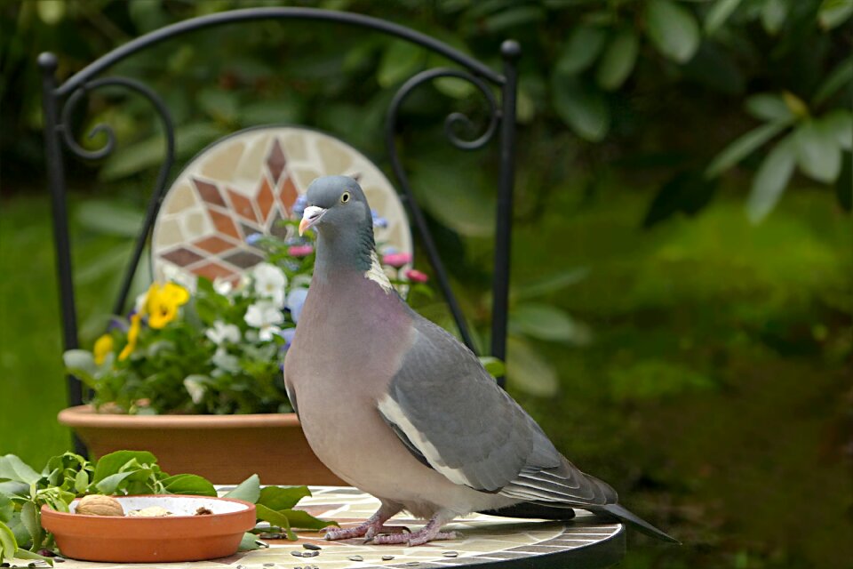 Columba palumbus foraging garden