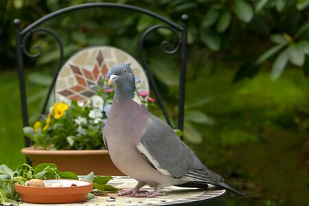 Columba palumbus foraging garden photo