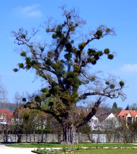 Baum mit viscum album im Hofgarten Veitshöchheim, 1