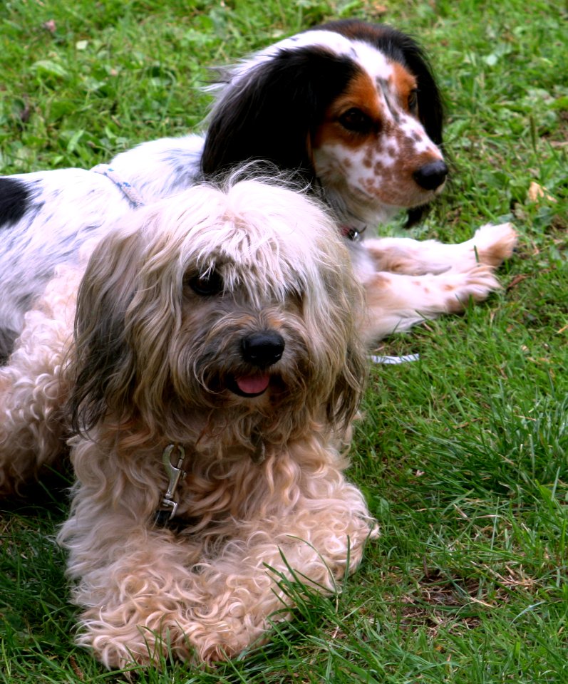 Bavaria Dog 2011 004