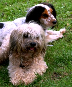 Bavaria Dog 2011 004