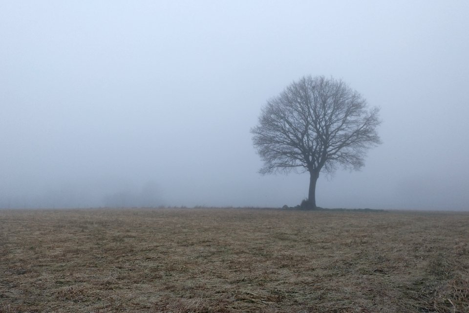 Baum im Nebel bei Dorfmark (2)
