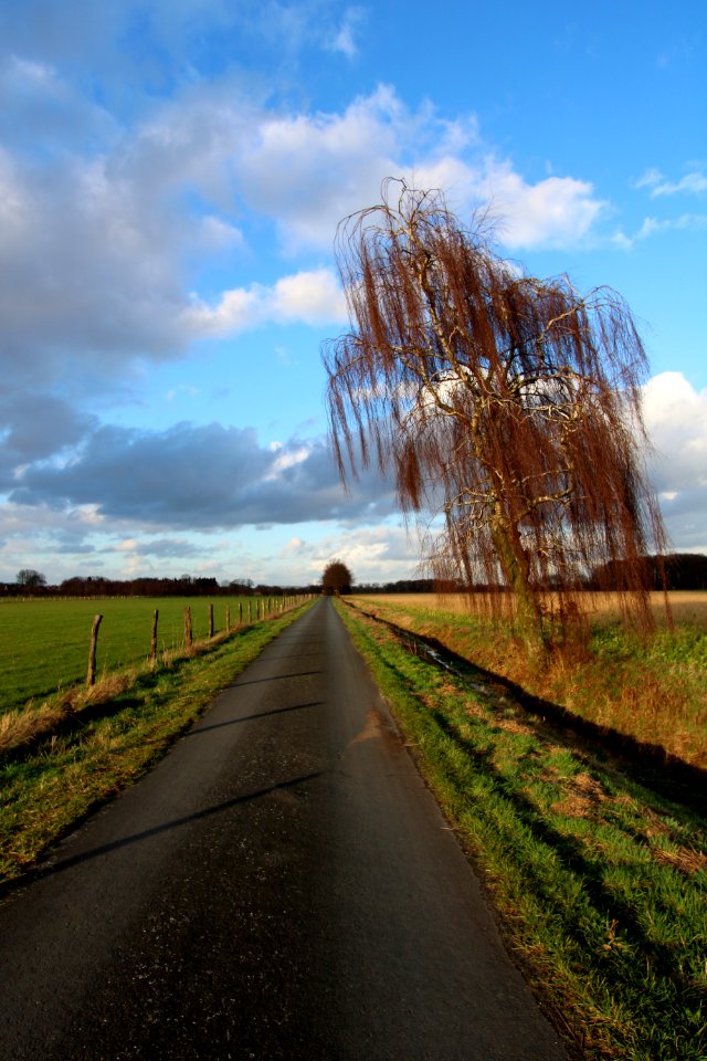 Baum2NSGKuhlenvenn