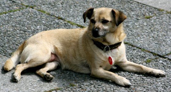 Bavaria Dog 2011 009