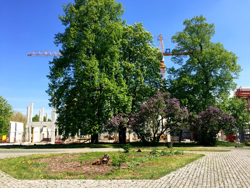 Baustelle Straßburger Platz Bäume