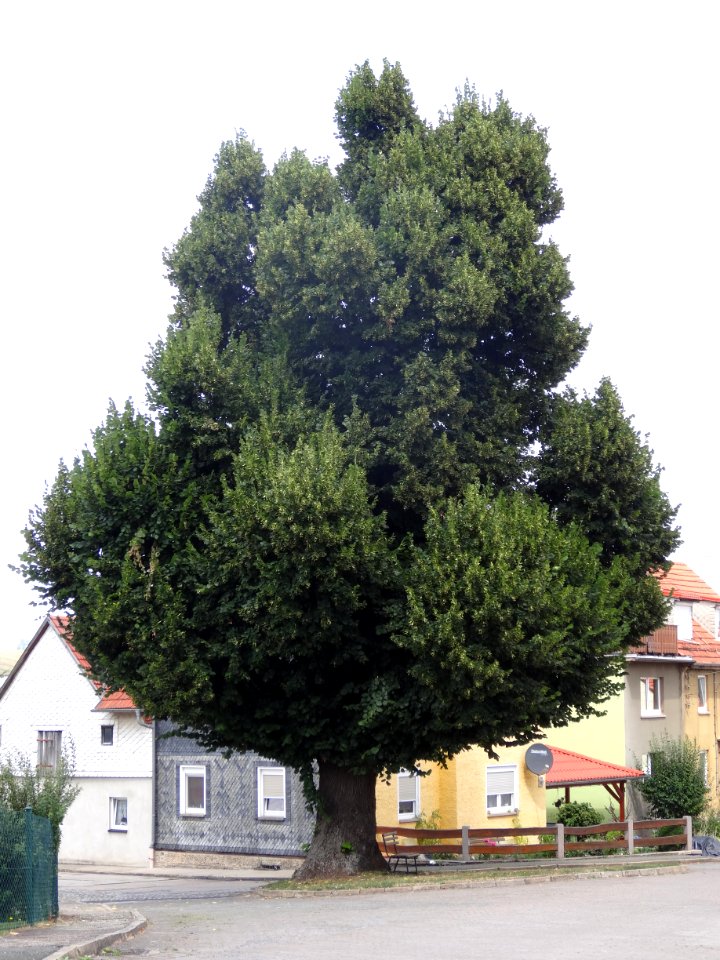 Baum in Aschau (Allendorf)