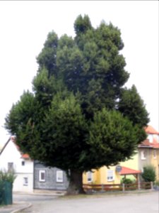 Baum in Aschau (Allendorf)