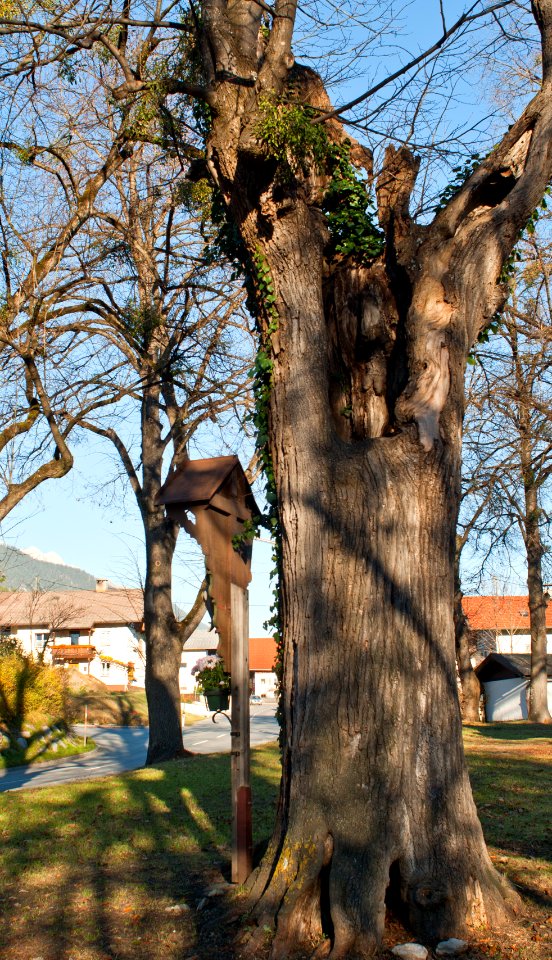 Baumkirchen, Linde am Kreuzbühel